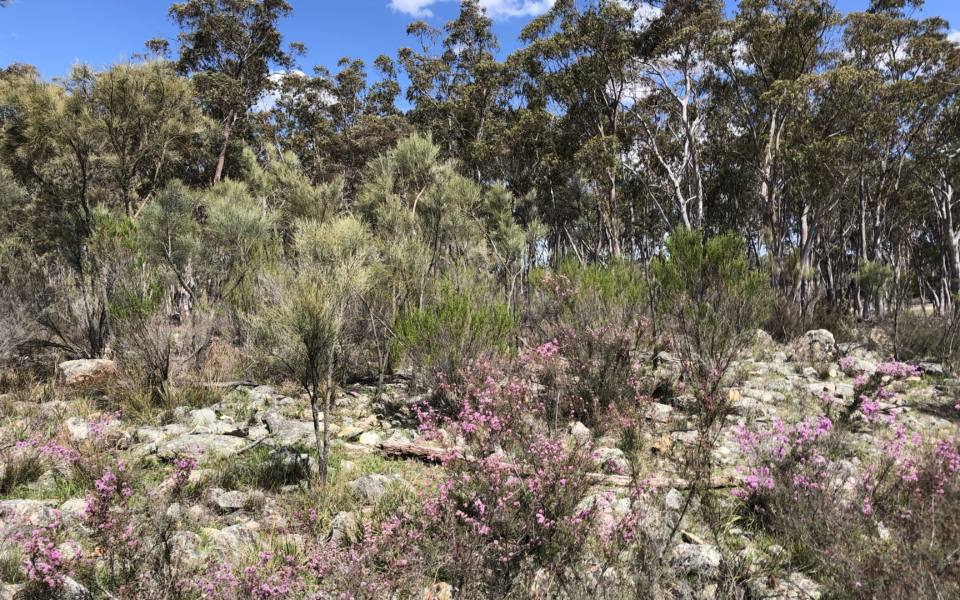 Box Gum Woodlands